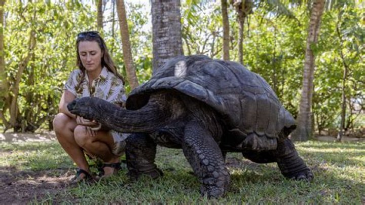 Biggest Turtle In The World, Their Adaptation, Breeding, And Lifespan |
